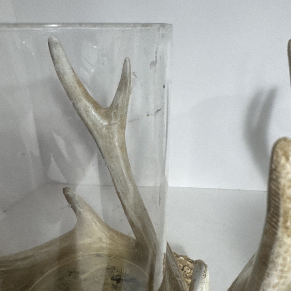 Rustic Faux Deer Antlers Candle Holders 9 Inch Set Of 2 Candles Included - Picture 9 of 11